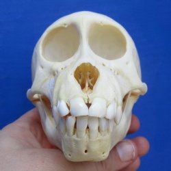 4-3/4" Juvenile Baboon Skull - $110 (CITES P-000028466)