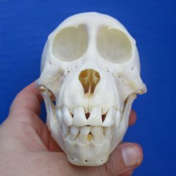 4-3/4" Juvenile Baboon Skull - $110 (CITES P-000028466)