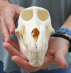 Buy this B-Grade Sub-Adult Chacma Baboon Skull 6-3/4 inches (CITES P000028466) for $115