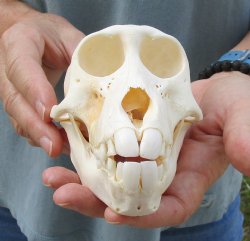 Buy this Sub-Adult Chacma Baboon Skull 5-3/4 inches (CITES P000028466) for $125