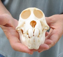 Buy this B-Grade Sub-Adult Chacma Baboon Skull 5-1/2 inches (CITES P000028466) for $115
