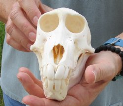 Buy this B-Grade Sub-Adult Chacma Baboon Skull 6-1/2 inches (CITES P000028466) for $115