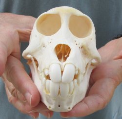 Buy this Sub-Adult Chacma Baboon Skull 5-1/2 inches (CITES P000028466) for $125