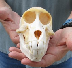 Buy this B-Grade Sub-Adult Chacma Baboon Skull 5-3/4 inches (CITES P000028466) for $115