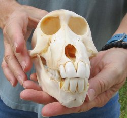 Buy this B-Grade Sub-Adult Chacma Baboon Skull 6-1/2 inches (CITES P000028466) for $115