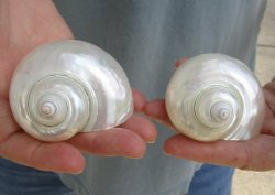 Beautiful 2 pc lot of Pearl Turbo shells buy now for $18/lot