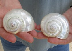 2 pc lot of Pearl Turbo shells buy now for $18/lot