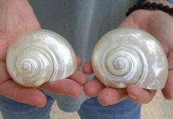 2 pc lot of Pearl Turbo shells buy now for $18/lot