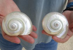 2 pc lot of Pearl Turbo shells buy now for $18/lot