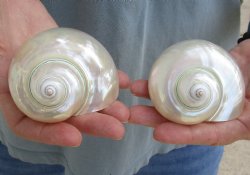 2 pc lot of Pearl Turbo shells buy now for $18/lot