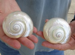 Genuine 2 pc lot of Pearl Turbo shells buy now for $18/lot