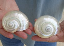 Genuine 2 pc lot of Pearl Turbo shells buy now for $18/lot