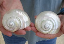 Genuine 2 pc lot of Pearl Turbo shells buy now for $18/lot