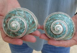Beautiful 2 piece lot of Pearl Banded Jade Turbo shells for shell crafts - $18/lot