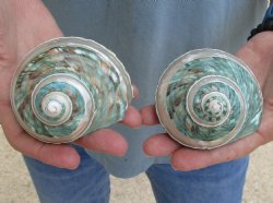 Beautiful 2 piece lot of Pearl Banded Jade Turbo shells for shell crafts - $18/lot