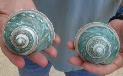 Beautiful 2 piece lot of Pearl Banded Jade Turbo shells for shell crafts - $18/lot