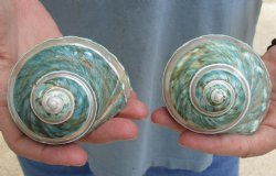Beautiful 2 piece lot of Pearl Banded Jade Turbo shells for shell crafts - $18/lot