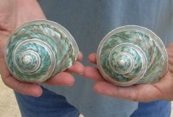Beautiful 2 piece lot of Pearl Banded Jade Turbo shells for shell crafts - $18/lot