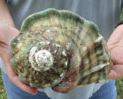 6 inch Turbo Marmoratus, green turban shell for $30