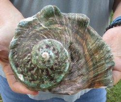 6 inch Turbo Marmoratus, green turban shell for $30