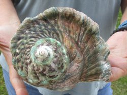6 inch Turbo Marmoratus, green turban shell for $30