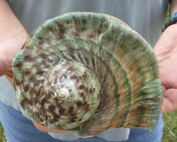 6 inch Turbo Marmoratus, green turban shell for $30