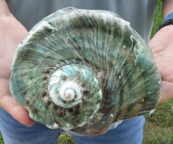 6 inch Turbo Marmoratus, green turban shell for $30