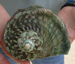 5 inch Turbo Marmoratus, green turban shell for $24
