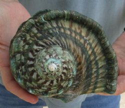 5 inch Turbo Marmoratus, green turban shell for $24