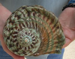 5 inch Turbo Marmoratus, green turban shell for $24