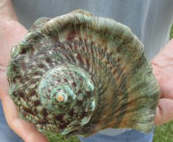 5 inch Turbo Marmoratus, green turban shell for $24