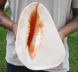 Real Yellow Helmet sea shell 11 inches -  $27