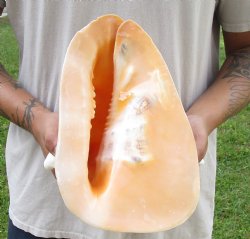 Real Yellow Helmet sea shell 11 inches -  $27