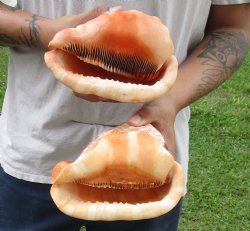 Two Cameo Bullmouth sea shells 6 inches long for sale $21/lot