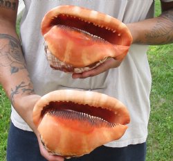 Two Cameo Bullmouth sea shells 6 inches long for sale $21/lot
