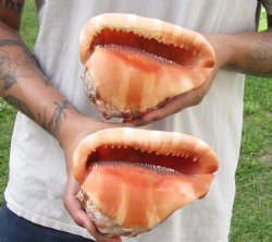 Two Cameo Bullmouth sea shells 6 inches long for sale $21/lot