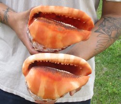 Two Cameo Bullmouth sea shells 6 inches long for sale $21/lot