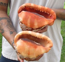 Two Cameo Bullmouth sea shells 6 inches long for sale $21/lot