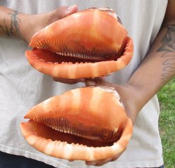 Two Cameo Bullmouth sea shells 6 inches long for sale $21/lot