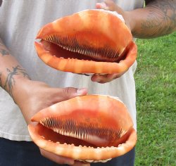 Two Cameo Bullmouth sea shells 6 inches long for sale $21/lot