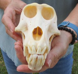 B-Grade 7" Female Baboon Skull - $125 (CITES P-000028466)