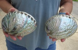 Two piece lot of 6" Polished Green Abalone for sale $38