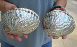 Two piece lot of 6" Polished Green Abalone for sale $38