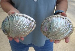 Two piece lot of 6" Polished Green Abalone for sale $38