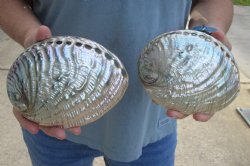 Two piece lot of 6" Polished Green Abalone for sale $38