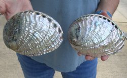 Two piece lot of 6" Polished Green Abalone for sale $38