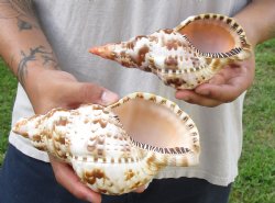 2 piece lot of Caribbean Triton Trumpet seashells 7 inch - Available for Sale for $32.00/lot