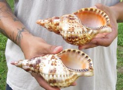 2 piece lot of Caribbean Triton Trumpet seashells 7 inch - Available for Sale for $32.00/lot