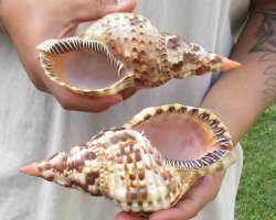 2 piece lot of Caribbean Triton Trumpet seashells 7 inch - Available for Sale for $32.00/lot