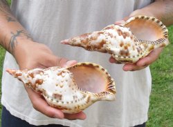 2 piece lot of Caribbean Triton Trumpet seashells 7 inch - Available for Sale for $32.00/lot